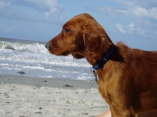 Ferienwohnung Langeoog Umgebung 21