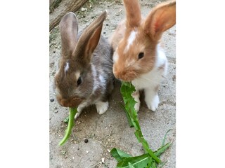 unsere Hasen