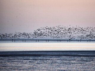 Gänse über dem Meer