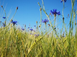 Casa per le vacanze Putbus Ambiente 34