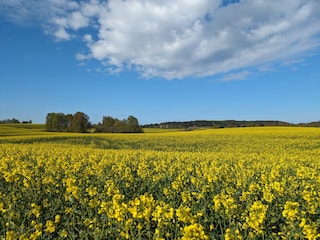 Rapsfelder im Frühling um unseren Hof