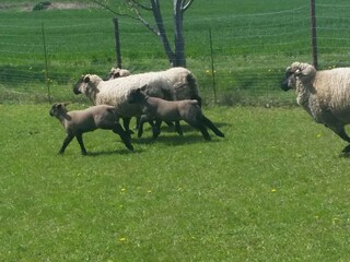 Auf der Koppel im Frühjahr