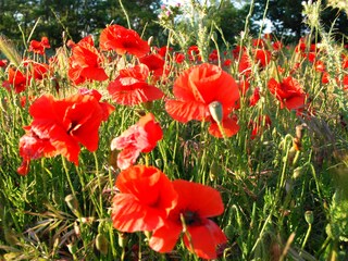 Casa per le vacanze Ferrals-les-Corbières Ambiente 23