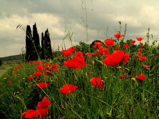 Casa per le vacanze Ferrals-les-Corbières Ambiente 18