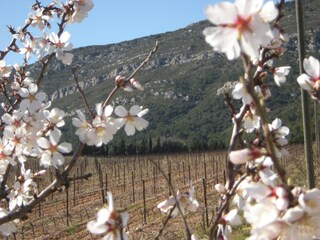 Vakantiehuis Ferrals-les-Corbières Omgeving 19