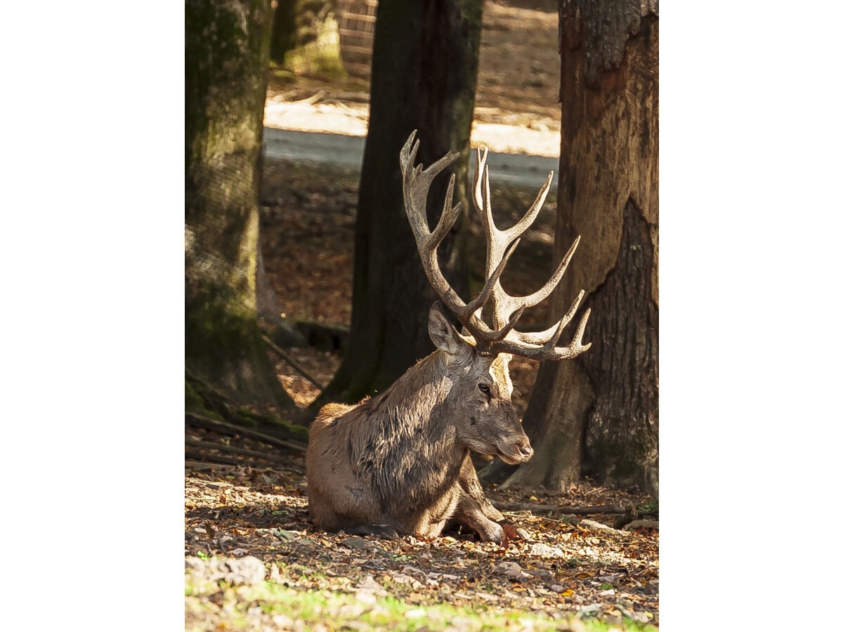 Wild-und Erlebnispark Daun