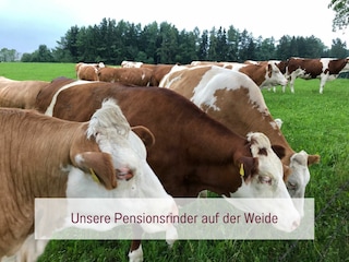 Unsere Pensonsrinder auf der Weide
