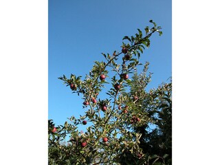 Frische Äpfel aus dem Garten