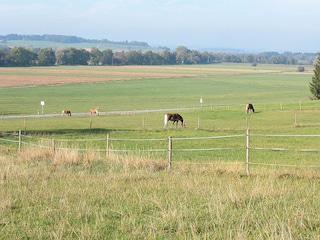 Pferde in der Nachbarschaft