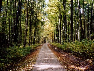 Ein schöner Waldspaziergang