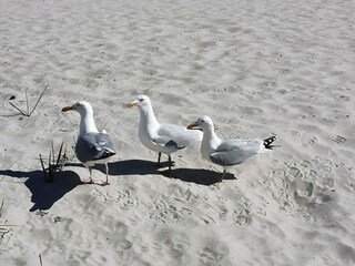 Casa per le vacanze Grömitz Ambiente 31