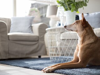 Appartement de vacances Buren Équipement 12