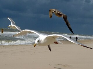 Vakantiehuis Callantsoog Omgeving 37