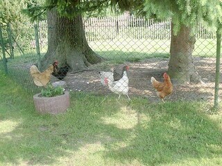 the chickens