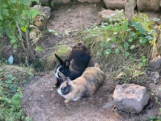 Monte und Märchen warten auf Leckerli