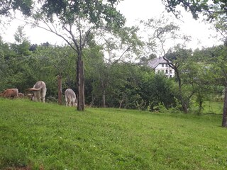 Blick von der Eselwiese