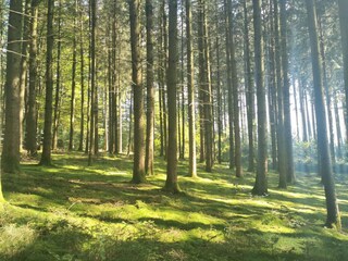FeWo Türe raus und in 2 Min IM Wald umringt