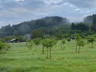 Haselnussplantage Bio Hof im Hintergrund