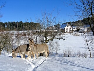 mit den Tieren im Gehege
