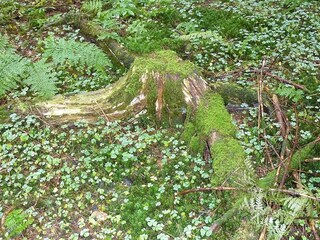 Die Wunder der Natur