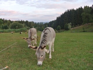 Tier Frieden