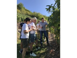 Weinprobe / Weinwanderung inmitten der Weinberge