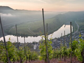 Die Moselschleife bei Bremm