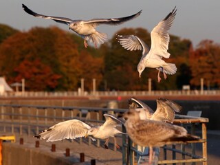 Holiday house Wendtorf Environment 38