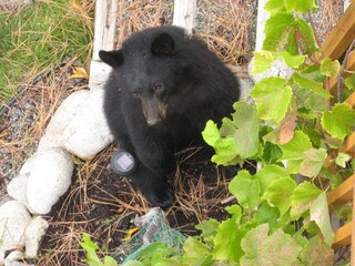 Besucher aus der Natur- Weinliebhaber?