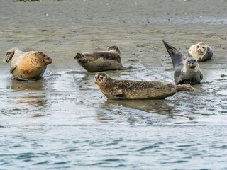 Chalet Burgh-Haamstede Ambiente 19