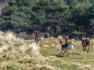 Chalet Burgh-Haamstede Ambiente 22