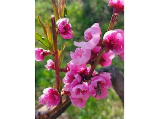 Ferienwohnung Lana Außenaufnahme 21