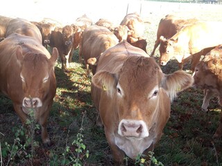 Herd of cows