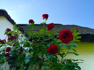 Ferienhaus Wyk auf Föhr Ausstattung 19