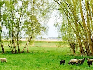 Rügen -  Natur pur!!