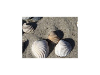 Apartamento de vacaciones Wangerooge Grabación al aire libre 4