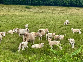 Casa per le vacanze Brassy Ambiente 23