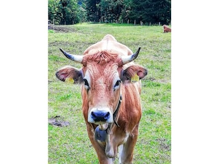 Vakantieappartement Garmisch-Partenkirchen Buitenaudio-opname 7