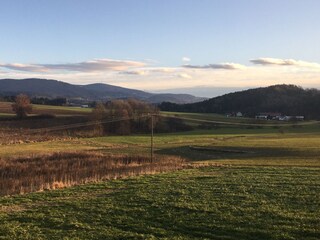 Blick in den bay. Wald