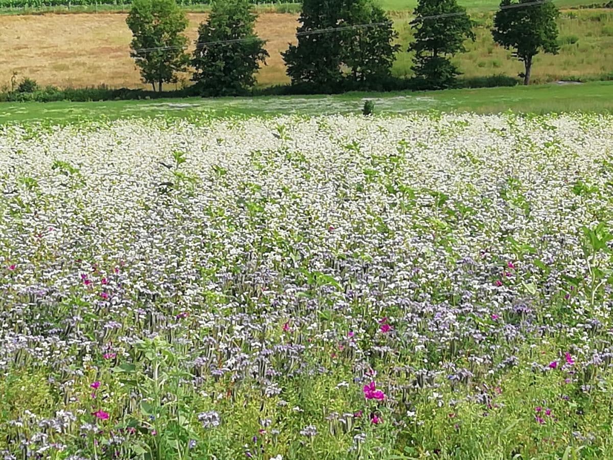 Blumenwiese  vorm Haus