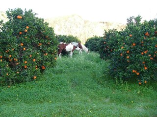 Casa per le vacanze Monasterace Ambiente 30