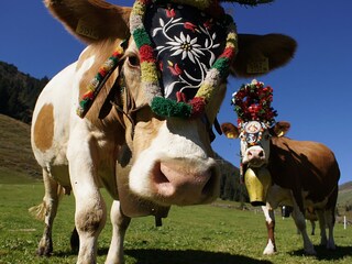 Appartamento per vacanze Ramsau im Zillertal Ambiente 14