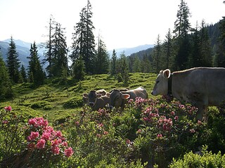Vakantieappartement Ramsau im Zillertal Omgeving 20