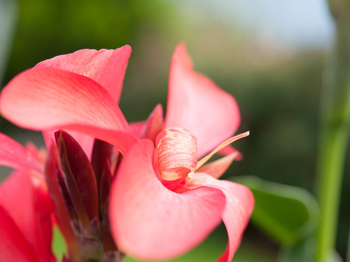 Flower Power - Natur gibt Kraft