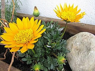 Fattoria Olang Ambiente 11