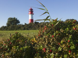 Leuchtturm Falshöft