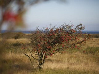 Herbst