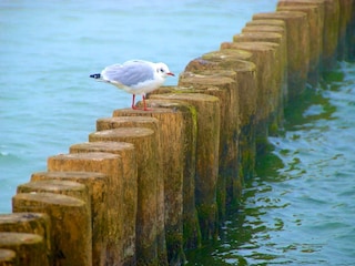 Sehnsucht nach Meer