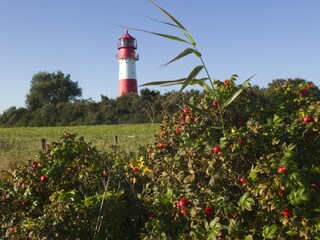 Der prachtvolle Leuchtturm von Falshöft - Standesamt