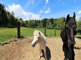 Apartment Keutschach am See Umgebung 37